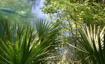 St Johns River