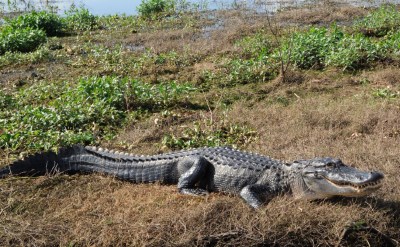 St John's River Florida